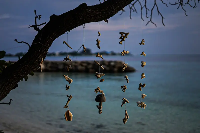 Shells hanging from a branch over a turquoise lagoon in the Maldives