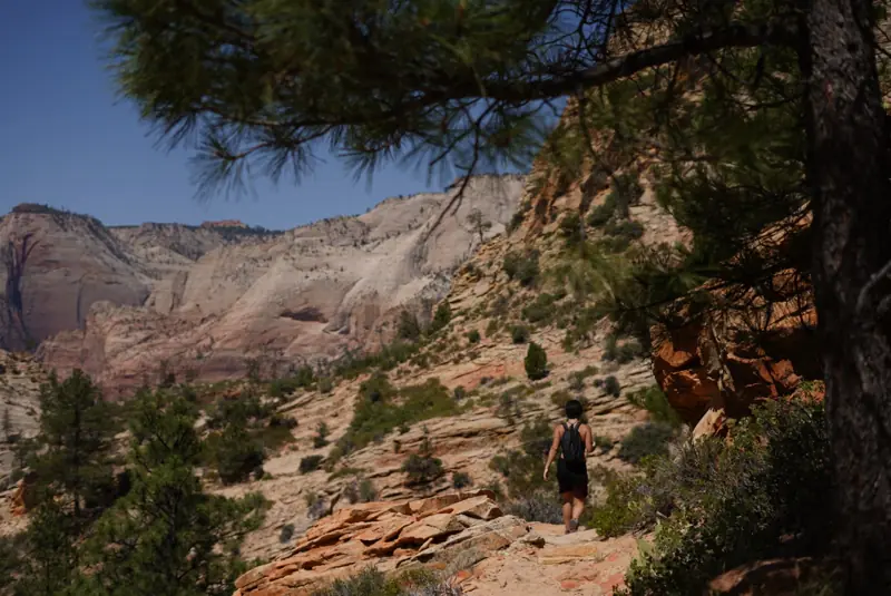 Red sandstone cliffs and pines along a trail in Zion